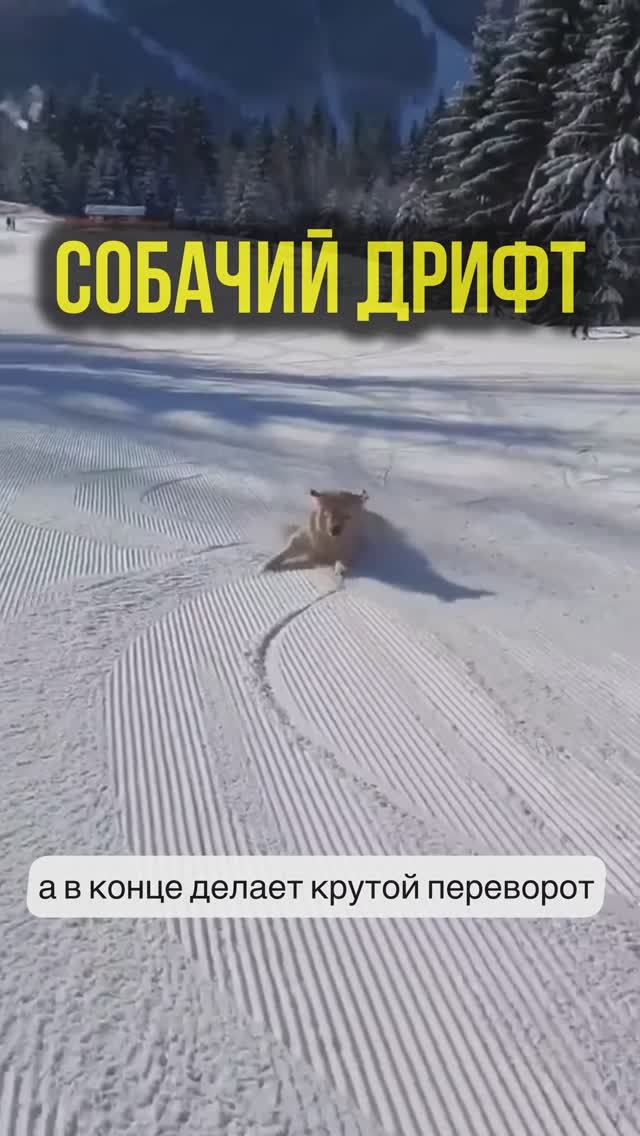 Собачий сноуборд