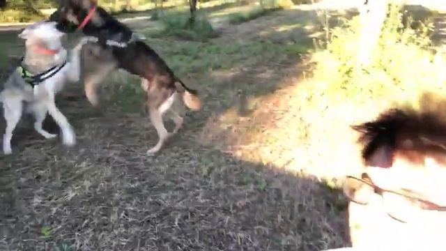 LORENZO ZANI: "Il VIDEOCORSO SUI CANI ANTI LUPO serve anche a chi non ha il bestiame!"