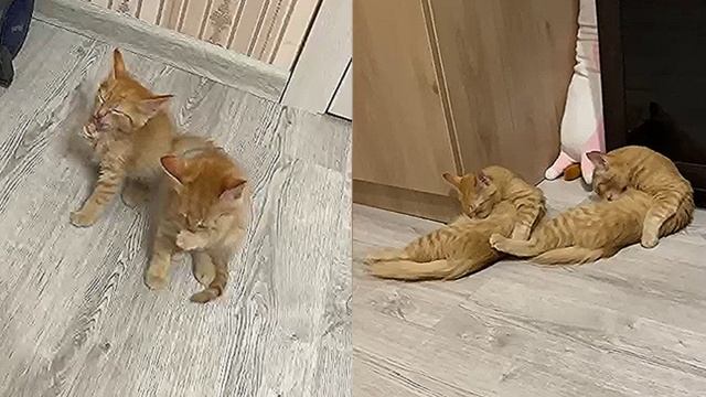 Жизнь в ритме синхронности: 🐾 котята-братики 🐱💕 эволюционируют 🌟