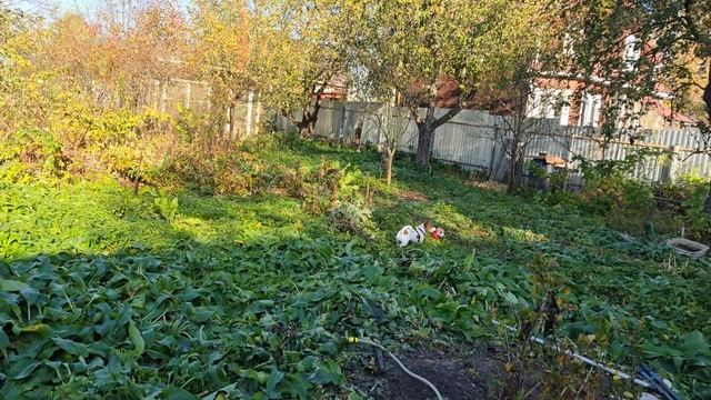 Домодедовский район // две   абиссинки в пойме р. Рожайка