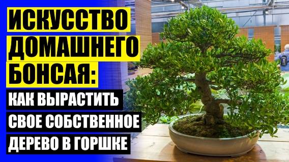 🔵 Дерево сколько стоит ☑