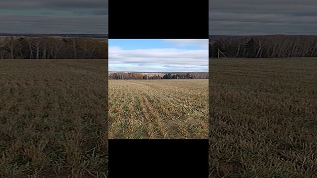 По лесам по поляи