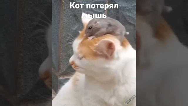 кот потерял мышь хахаха