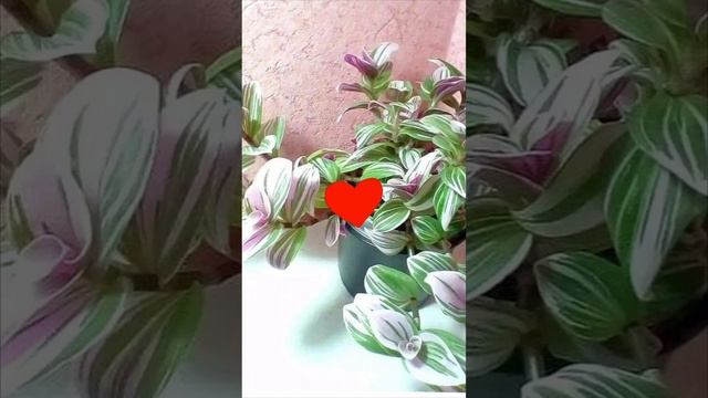 #традесканция Розовый холм 🌺🎀🌿06-10-2024