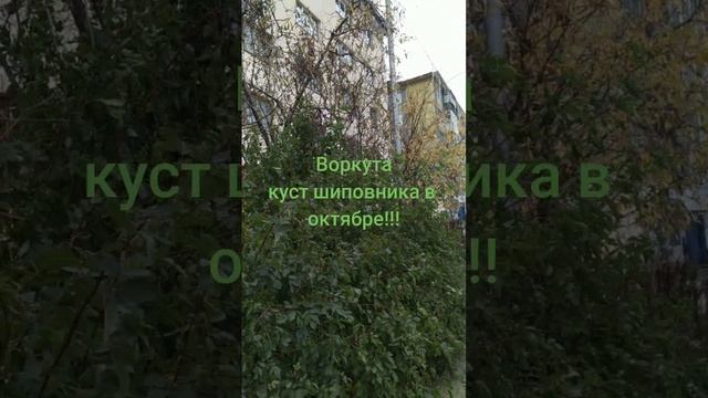 2024-10-05-155904059.mp4 Елена Геннадьевна Дружиненко....куст шиповника в октябре, в Воркуте!!!