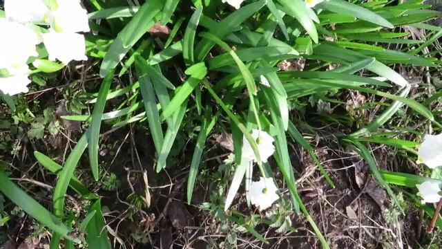 Белоцветник весенний (Leucojum vernum). Весеннее чудо.