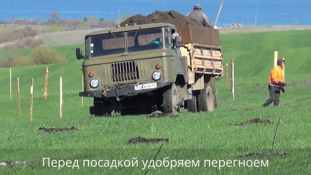 Посадка саженцев яблони.Закладка нового яблоневого сада.КФХ ,Хвалынск ,Саратовская область.