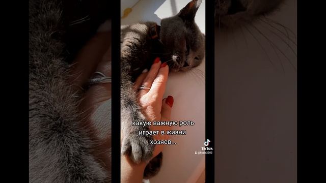 любимыепитомцы котик Маркиз ❤😻 лучший психолог домашний питомец