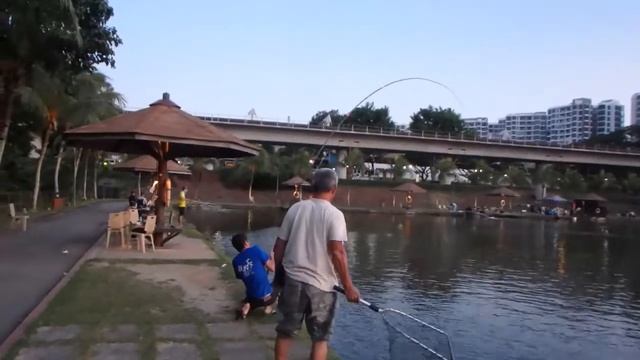 Sturgeon Pole VS Chaophraya cat fish 101 Umpan Gila