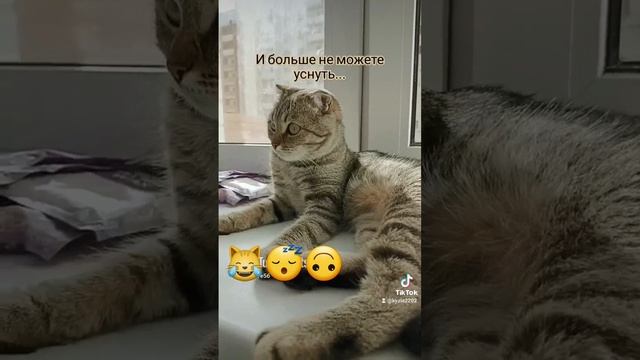 Любимые питомцы Луна ❤😻 кошечки