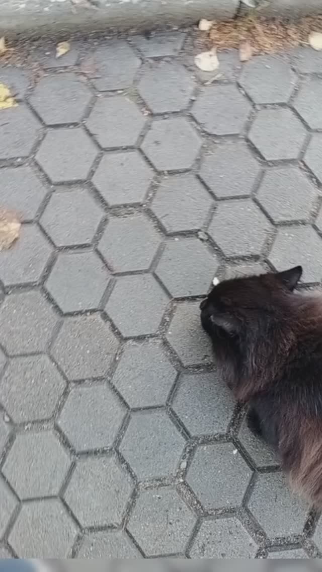 Плесовский кот,возможно Бегемот