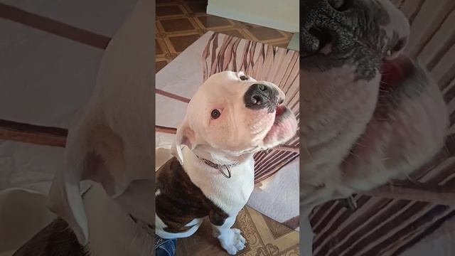 Поющая собака #ambulldog #americanbully #bulldog #puppy #americanbulldog #приколы #shorts