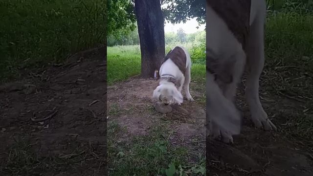 Игры с камнем американского бульдога #bulldog #shortsclip #shortvideo #shorts #dog #puppy