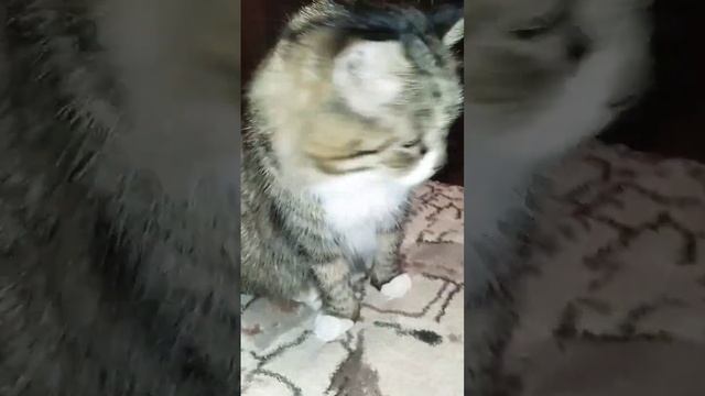 Ты меня любишь?  Сеня и Ася