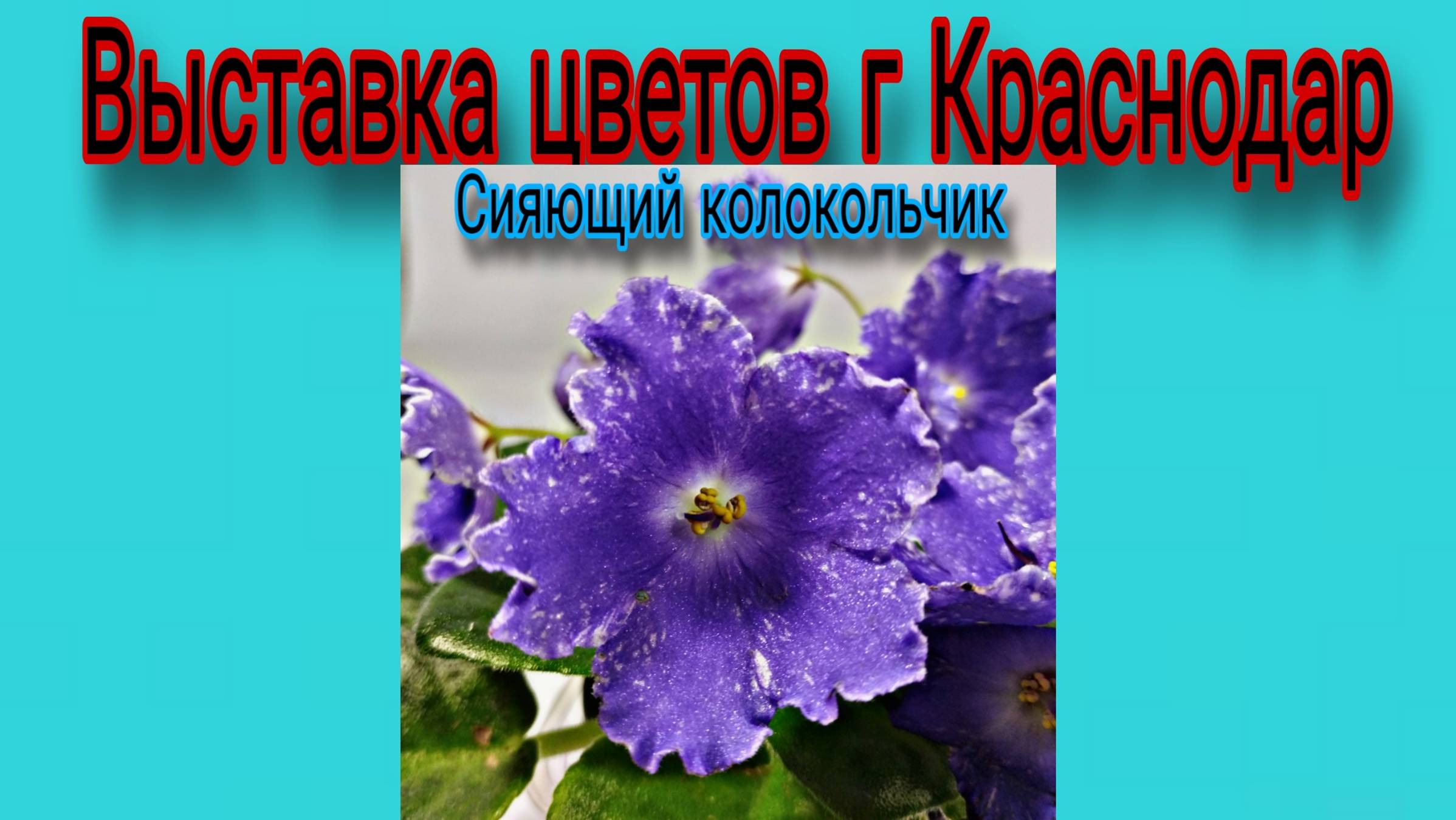 Выставка цветов г Краснодар.