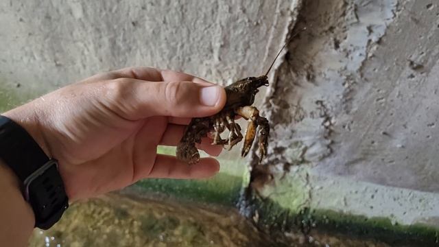 Маленький рак в шлюзе озера