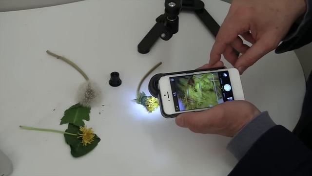 iPhone microscope without a lens!