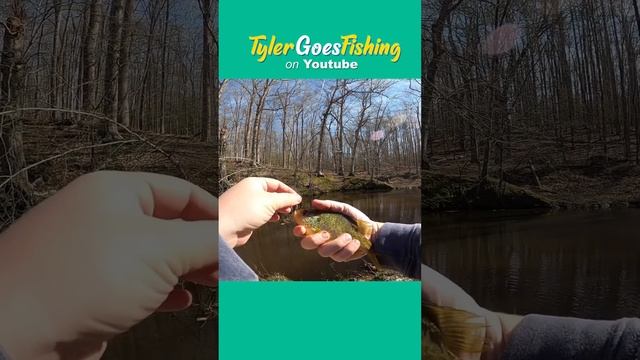 Lets Fish a Creek with Live Worms