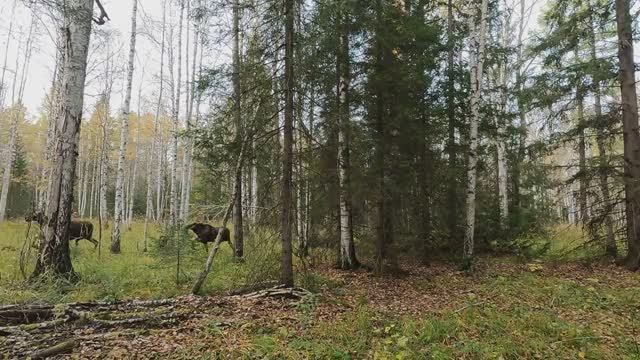 ОДИН ПАТРОН С КАРТЕЧЬЮ И МУЖЕСТВОМ -ДРУГОЙ...