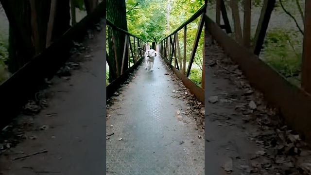 #dog #shortvideo