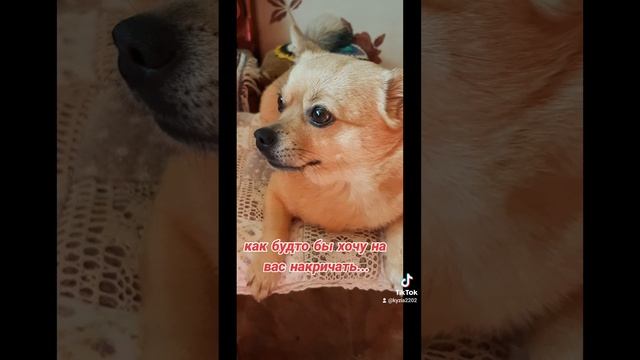 Чихуахуа Гера ❤ 🐶 любимые_питомцы собачки домашние животные