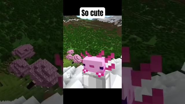 #minecraft #мем аксолотль.mp4