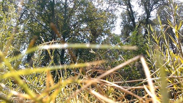 Jumping in the Creek for my Rebel Crank Bait