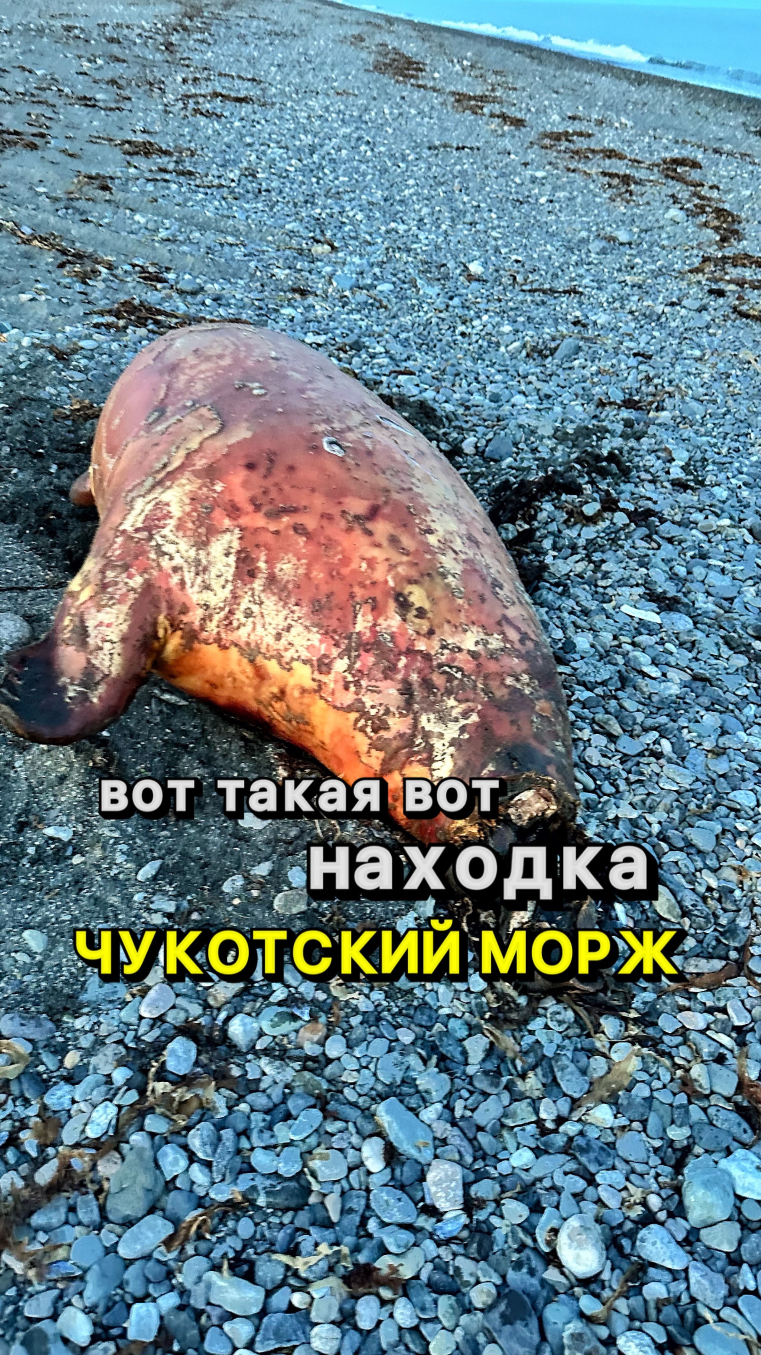 Такая находка на Чукотке