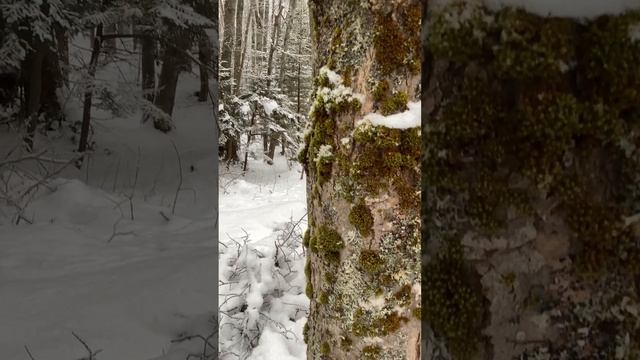 A mossy #tree in #winter #snow