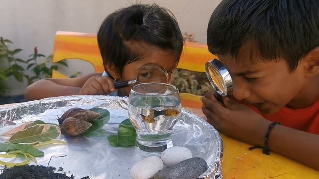 Seeing Nature Through Magnifying Glass | Earth Worms | Snails | Ants | Fishes | Rocks | Leaves |