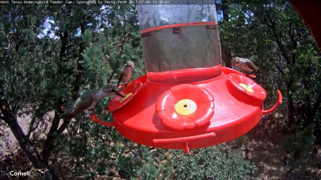 Four Female Black-chinned Hummingbirds Share the Feeder – July 6, 2017