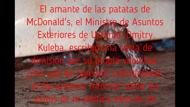 Los animales anticipan el desastre