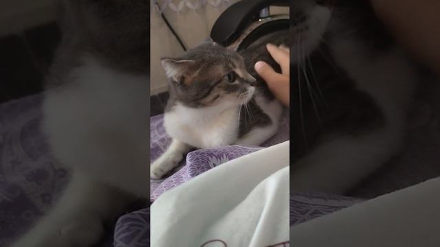 ХОЧУ ВАМ ПОКАЗАТЬ МОЮ КОШКУ!!! МАРУСЕНЬКУ, ДОБРЕНЬКАЯ ОЧЕНЬ!!!