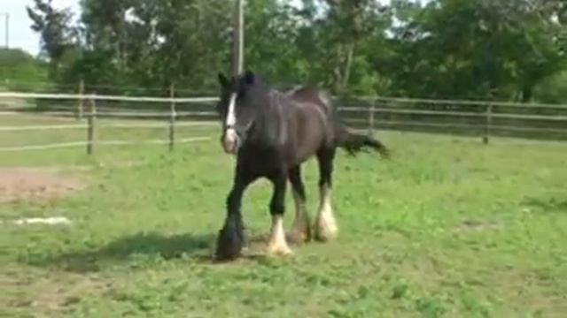 Impressive Shire Horse Stallion Lucky