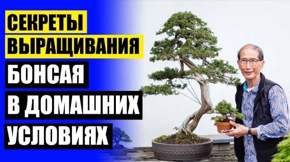 БОНСАЙ КАК ВЫРАСТИТЬ САМОМУ ❗ БОНСАЙ ДЕРЕВО КУПИТЬ В УФЕ