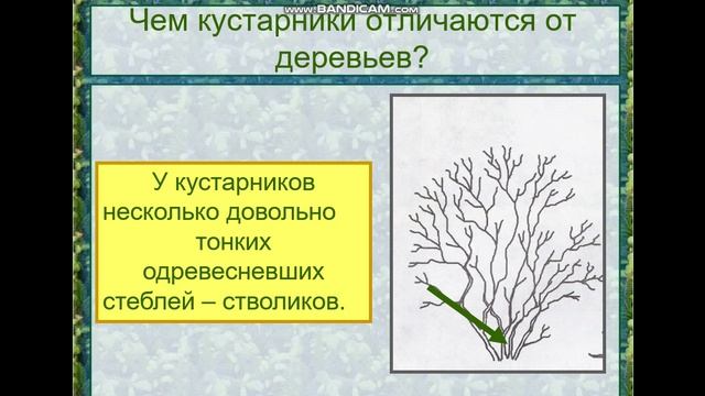 какие бывают растения?