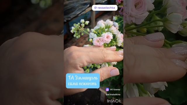 Продаю черенки пеларгонии #черенкипеларгонии