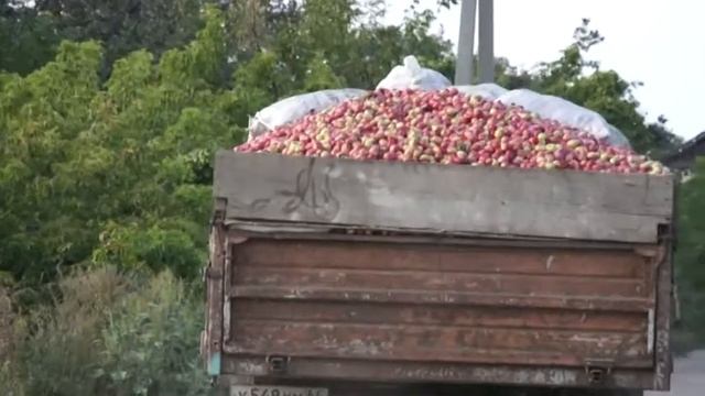 Сдаем яблоки на завод по производству яблочного сока прямого отжима