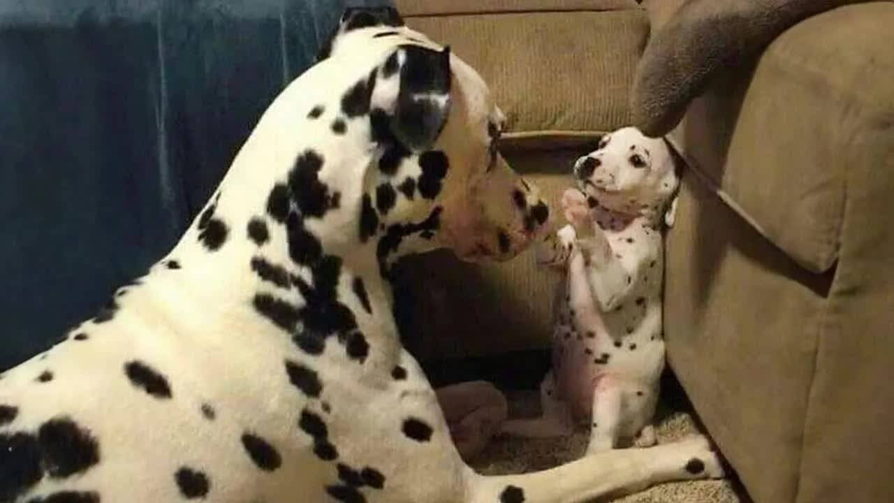 Смешные видео с собаками и кошками 🐶🐱 - Попробуй не засмеяться