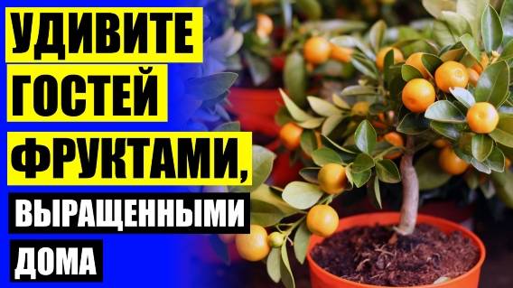 Мини деревья купить для дома 🎯 Необычные комнатные растения купить в челябинске