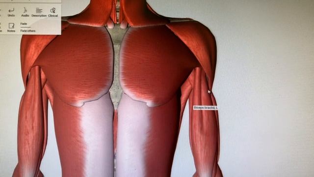 Эдгар Кафаров -Мышцы верхней конечности _ топография. Anatomy Education