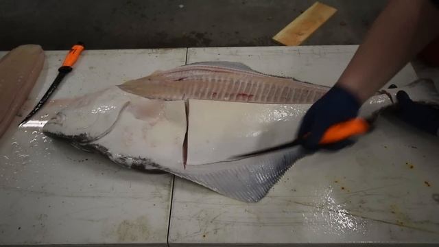 How to Fillet a Halibut (EASY METHOD) - KastKing