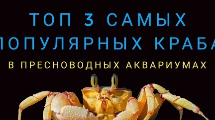 Топ 3 самых популярных краба.