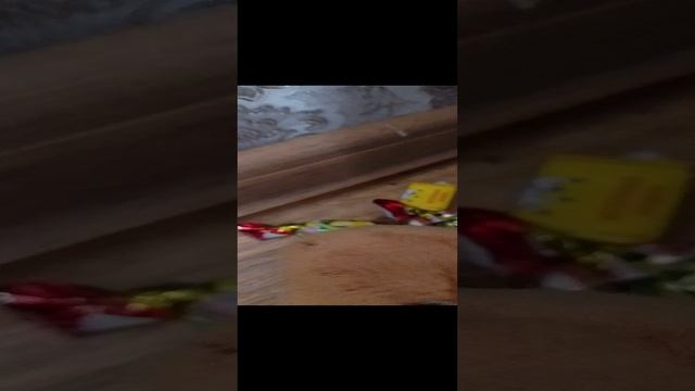-ФИЛЬМ "КАПИБАРЬЕ СЧАСТЬЕ" ГЛАВА:ТРАНСПОРТ И ЕДА