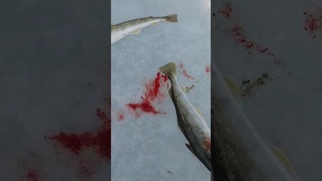 Подлёдный лов наваги. Владивосток.