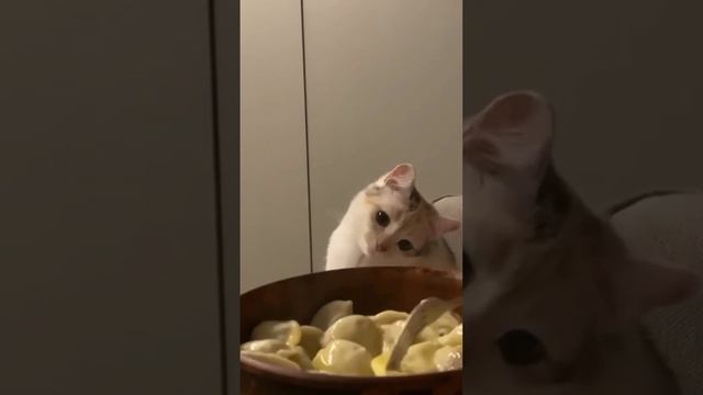 котик
