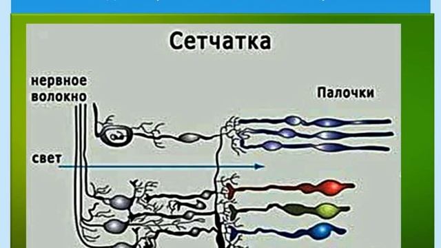 Физиология зрения для оптометристов