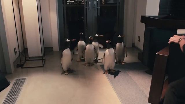 Mr Popper's Penguins Bloopers Gag Reel HD