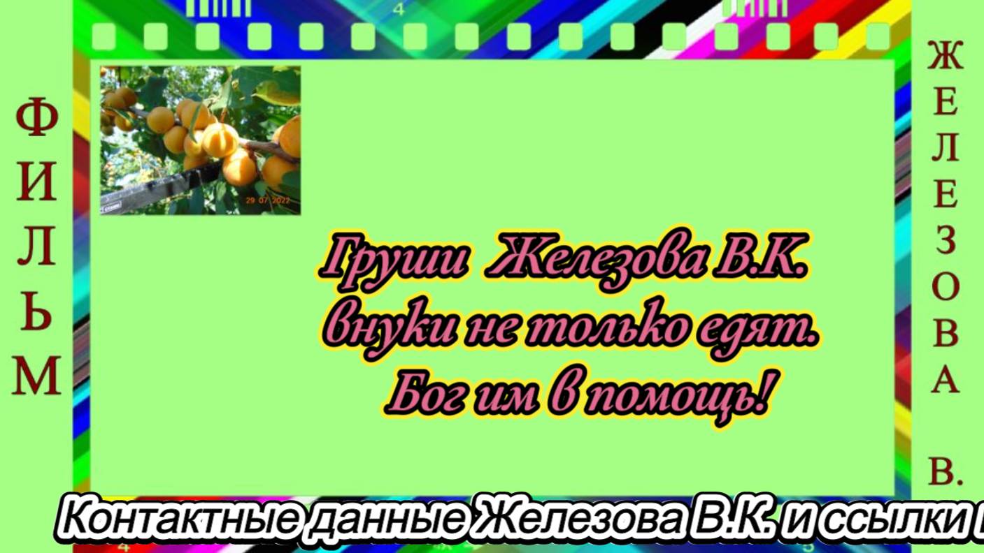 Груши  Железова В.К.  внуки не только едят. Бог им в помощь!