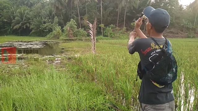 EDYAN !! SAMBARAN IKAN GABUS MONSTER GANAS SEKALI TEPAT DI SARANGNYA